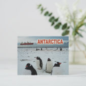 Gentoo Penguins, Antarktische Halbinsel Postkarte (Stehend Vorderseite)