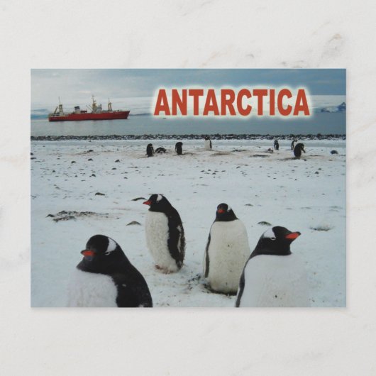 Gentoo Penguins, Antarktische Halbinsel Postkarte (Vorderseite)