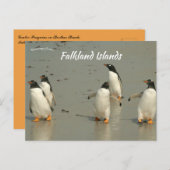 Gentoo Penguins Berthas Beach Falkland Inseln Postkarte (Vorne/Hinten)