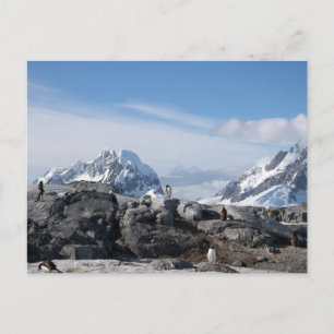 Gentoo penguins in Antarctica Postkarte
