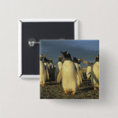 Gentoo Penguins, (Pygoscelis papua), Falkland Button (Vorne & Hinten)