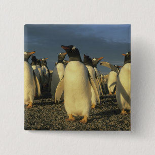 Gentoo Penguins, (Pygoscelis papua), Falkland Button