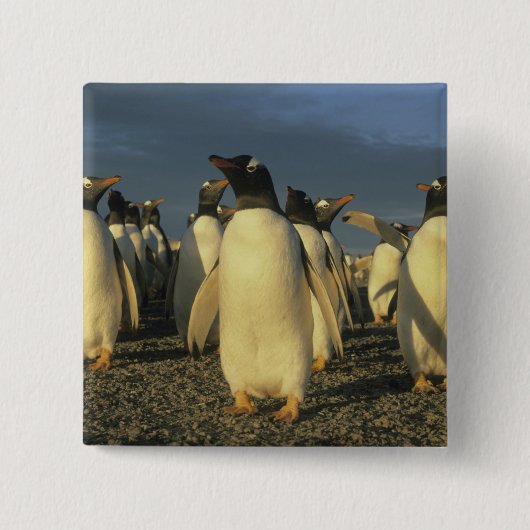 Gentoo Penguins, (Pygoscelis papua), Falkland Button (Vorderseite)
