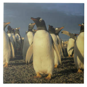 Gentoo Penguins, (Pygoscelis papua), Falkland Fliese