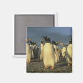 Gentoo Penguins, (Pygoscelis papua), Falkland Magnet (Vorderseite/Rückseite)