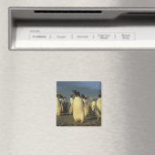 Gentoo Penguins, (Pygoscelis papua), Falkland Magnet (In Situ (Geschirrspüler))