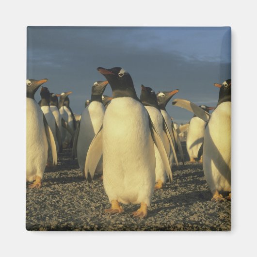 Gentoo Penguins, (Pygoscelis papua), Falkland Magnet (Vorne)