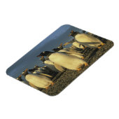 Gentoo Penguins, (Pygoscelis papua), Falkland Magnet (Linke Seite)