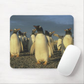 Gentoo Penguins, (Pygoscelis papua), Falkland Mousepad (Mit Mouse)
