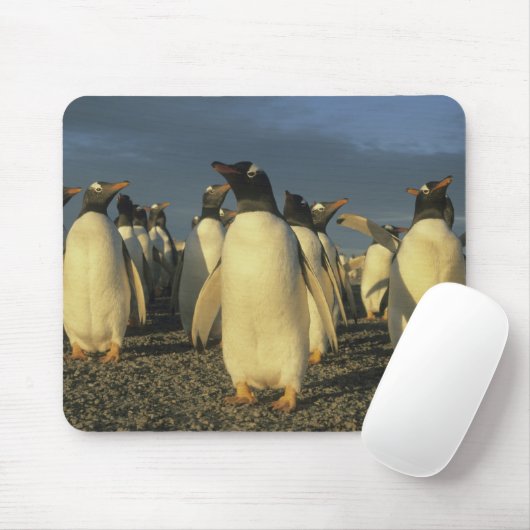 Gentoo Penguins, (Pygoscelis papua), Falkland Mousepad (Mit Mouse)