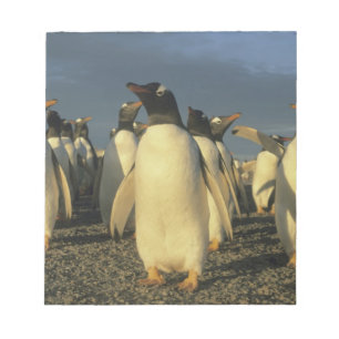 Gentoo Penguins, (Pygoscelis papua), Falkland Notizblock