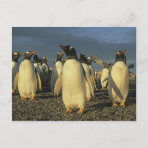 Gentoo Penguins, (Pygoscelis papua), Falkland Postkarte