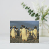 Gentoo Penguins, (Pygoscelis papua), Falkland Postkarte (Stehend Vorderseite)