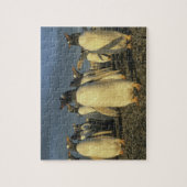 Gentoo Penguins, (Pygoscelis papua), Falkland Puzzle (Vertikal)