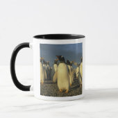 Gentoo Penguins, (Pygoscelis papua), Falkland Tasse (Links)