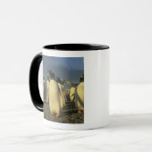 Gentoo Penguins, (Pygoscelis papua), Falkland Tasse (Vorderseite Links)
