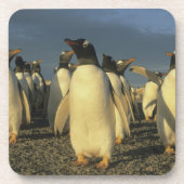 Gentoo Penguins, (Pygoscelis papua), Falkland Untersetzer (Vorderseite)