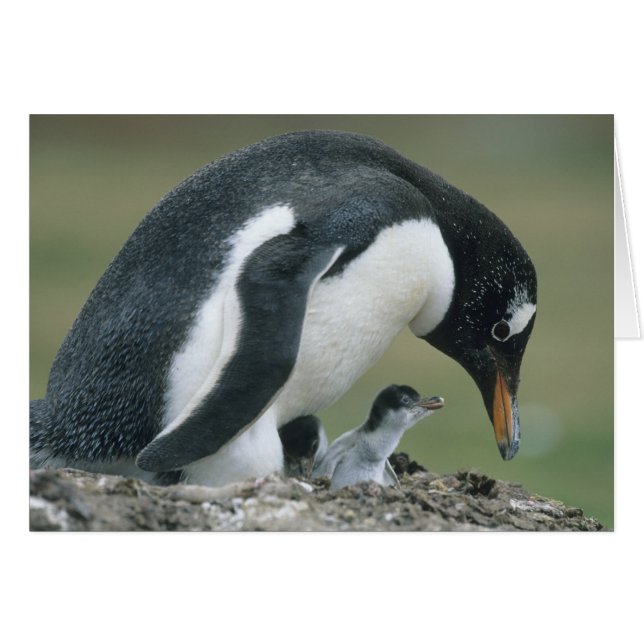 Gentoo Penuin, (Pygoscelis papua), Falkland (Vorderseite (Horizontal))
