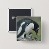Gentoo Penuin, (Pygoscelis papua), Falkland Button (Vorne & Hinten)