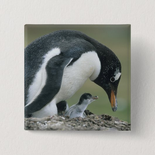 Gentoo Penuin, (Pygoscelis papua), Falkland Button (Vorderseite)