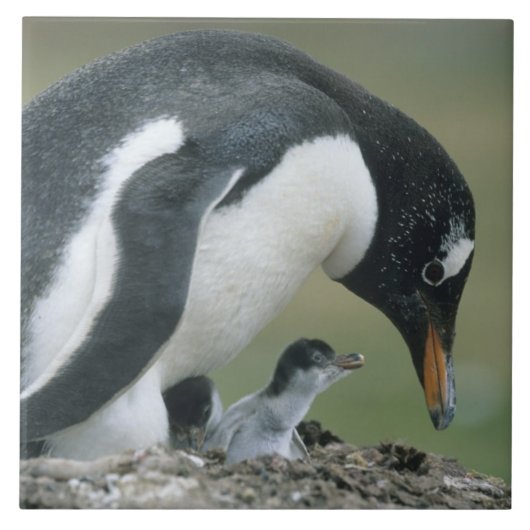 Gentoo Penuin, (Pygoscelis papua), Falkland Fliese (Vorderseite)