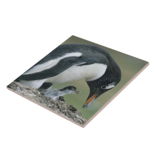 Gentoo Penuin, (Pygoscelis papua), Falkland Fliese (Seite)
