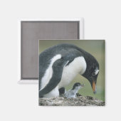Gentoo Penuin, (Pygoscelis papua), Falkland Magnet (Vorderseite/Rückseite)