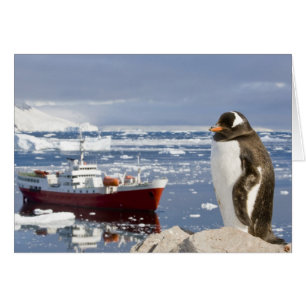 Gentoo Pinguin