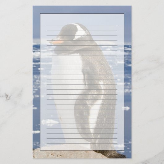 Gentoo-Pinguin Briefpapier (Vorderseite)