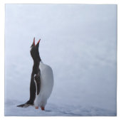 Gentoo Pinguin Fliese (Vorderseite)