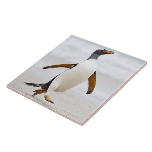 Gentoo Pinguin Fliese (Seite)