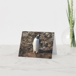 Gentoo Pinguin (HO) Karte