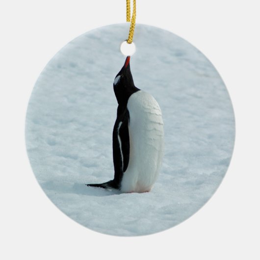 Gentoo Pinguin in die Antarktis-Verzierung Keramikornament (Vorne)