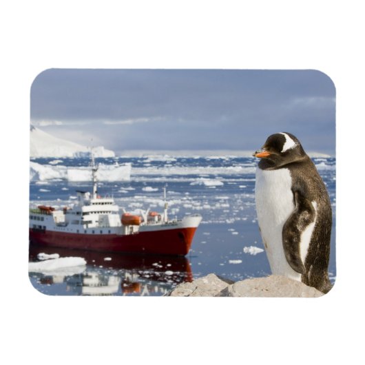 Gentoo Pinguin Magnet (Horizontal)