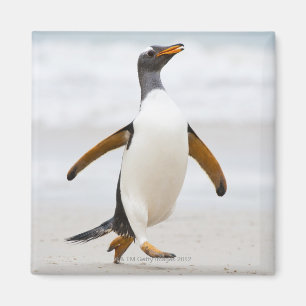 Gentoo Pinguin Magnet