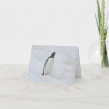 Gentoo Pinguin (Neko) Karte