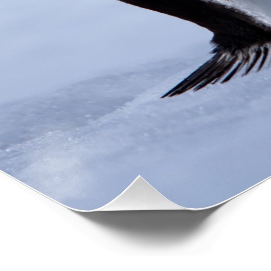 Gentoo Pinguin Poster (Ecke)