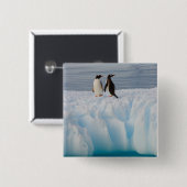 Gentoo Pinguin, Pygoscelis Papua, auf Gletschereis Button (Vorne & Hinten)