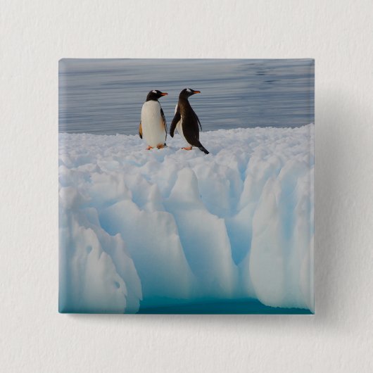 Gentoo Pinguin, Pygoscelis Papua, auf Gletschereis Button (Vorderseite)