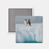Gentoo Pinguin, Pygoscelis Papua, auf Gletschereis Magnet (Vorderseite/Rückseite)