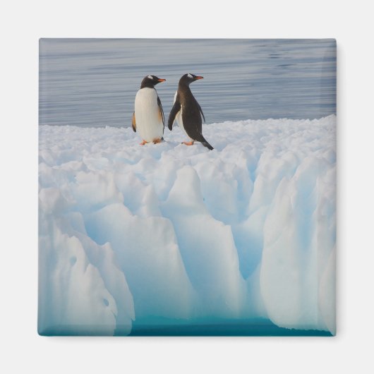 Gentoo Pinguin, Pygoscelis Papua, auf Gletschereis Magnet (Vorne)