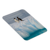 Gentoo Pinguin, Pygoscelis Papua, auf Gletschereis Magnet (Rechte Seite)
