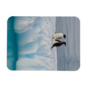 Gentoo Pinguin, Pygoscelis Papua, auf Gletschereis Magnet (Horizontal)