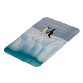 Gentoo Pinguin, Pygoscelis Papua, auf Gletschereis Magnet (Linke Seite)