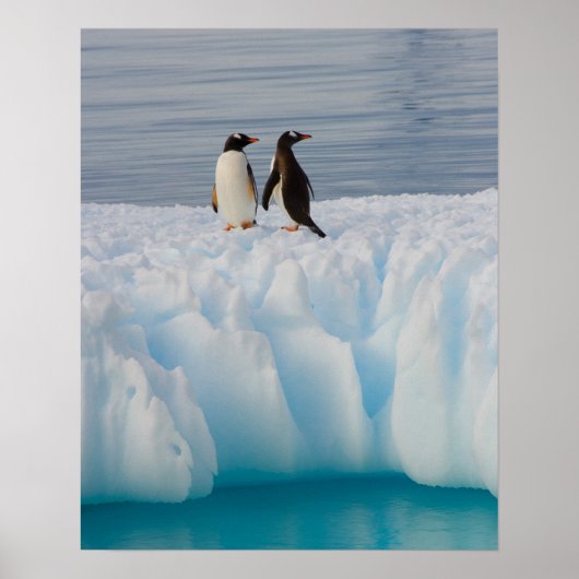 Gentoo Pinguin, Pygoscelis Papua, auf Gletschereis Poster (Vorne)