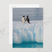 Gentoo Pinguin, Pygoscelis Papua, auf Gletschereis Postkarte (Vorne/Hinten)
