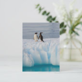 Gentoo Pinguin, Pygoscelis Papua, auf Gletschereis Postkarte (Stehend Vorderseite)