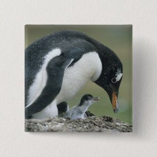 Gentoo-Pinguin, (Pygoscelis papua), Falkland Button