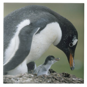 Gentoo Pinguin, (Pygoscelis papua), Falkland Fliese