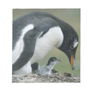 Gentoo Pinguin, (Pygoscelis papua), Falkland Notizblock